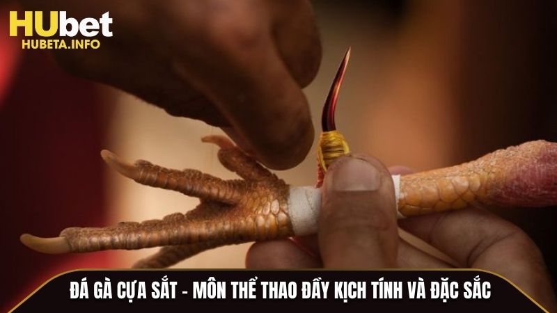 Đá gà cựa sắt - Môn thể thao đầy kịch tính và đặc sắc