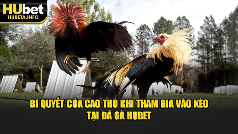 Bí quyết của cao thủ khi tham gia vào kèo tại đá gà HUBET