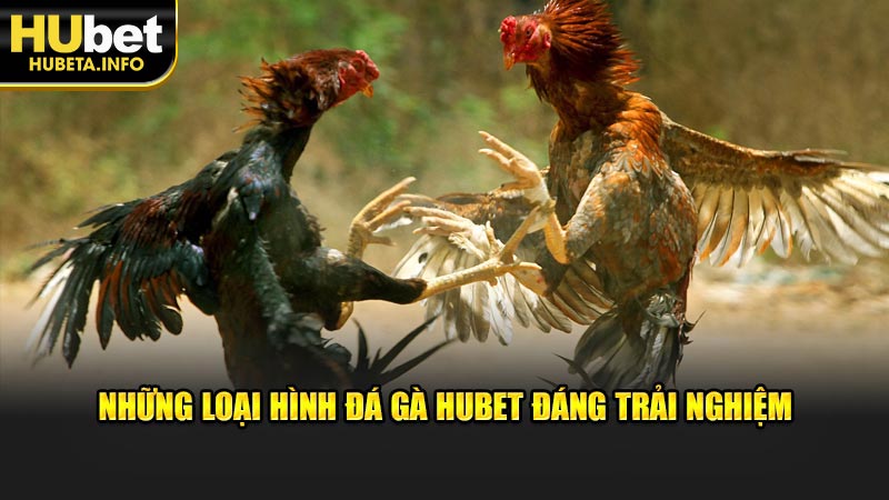 Những loại hình đá gà HUBET đáng trải nghiệm