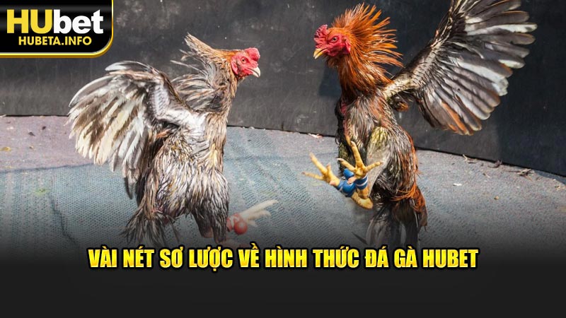 Vài nét sơ lược về hình thức đá gà HUBET